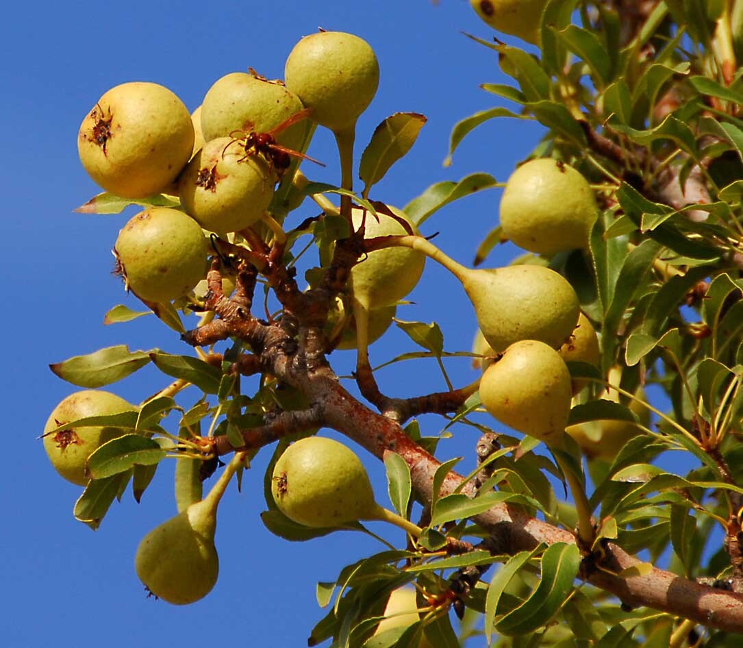  گلابی سوری 